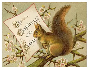 Bushy: Squirrel New Year Card