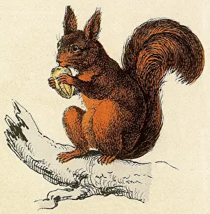 Tufted: Squirrel with Nut