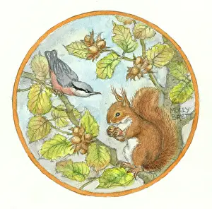Hazel: Squirrel and nuthatch on hazel tree