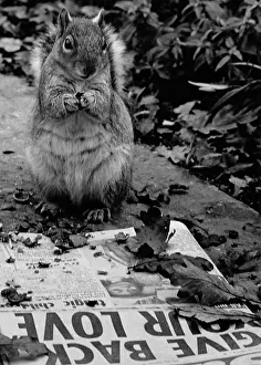 Tabloid: Squirrel reading a tabloid newspaper