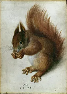 1578: Squirrel ' red squirrel eating a nut