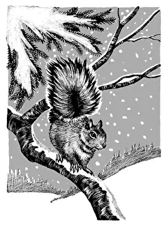 Samaraweera: Squirrel on a snowy branch
