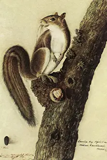 Cocked: Squirrel on Tree