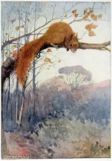 C1917: SQUIRREL IN TREE C1917