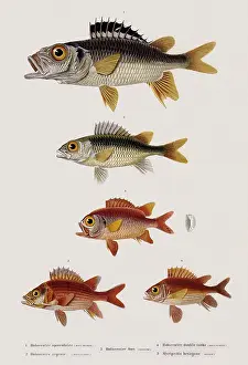 Spiky: Squirrelfish