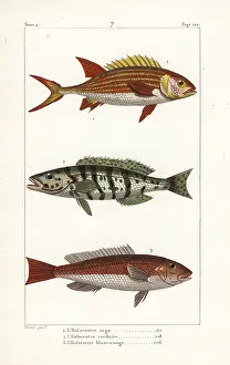 Redcoat: Squirrelfish, comber and redcoat