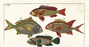 Grunt: Squirrelfish, five-lined snapper, Torroto
