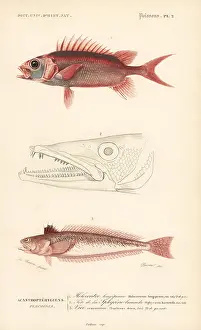 Dorbigny: Squirrelfish and greater weever