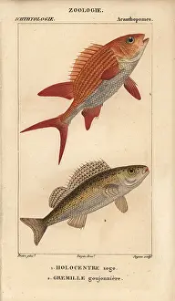 Squirrelfish: Squirrelfish, Holocentrus adscensionis, and