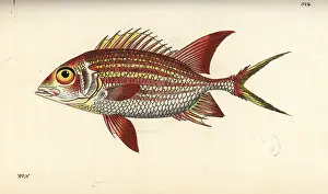 Squirrelfish: Squirrelfish, Holocentrus adscensionis