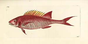 Squirrelfish: Squirrelfish, Holocentrus adscensionis