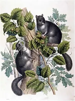 Acorns: TWO SQUIRRELS 1860
