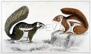 Hottentot: TWO SQUIRRELS 19C