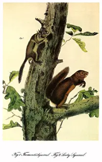 Sooty: Two Squirrels