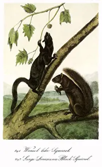 Bends: Squirrels