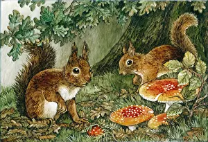 Whitaker: Two squirrels with Fly Agaric mushrooms