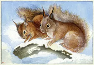 Heda: Two squirrels on log in snow