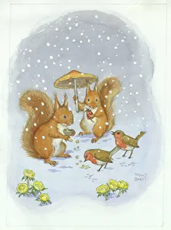 Aconites: Squirrels and Robins with aconites in the snow