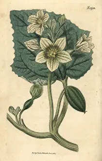 Cucumber: Squirting cucumber, Ecballium elaterium