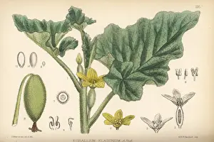 Gourd: Squirting cucumber, Ecballium elaterium
