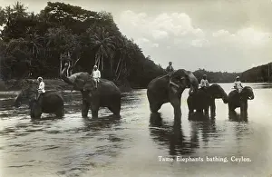 Mahouts: Sri Lanka - Elephants (with their Mahouts) bathing in river