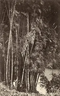 Kandy: Sri Lanka - Giant Bamboo Plants