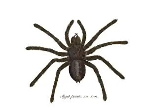 Hahn: Sri Lanka Ornamental Tarantula