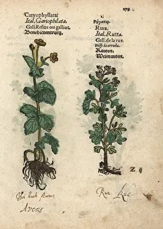 Lonicer: St. Benedict's Herb, Geum urbanum, and common