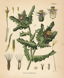 Koehlers: St. Benedict's thistle, Centaurea benedicta