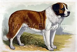 Dalziel: ST BERNARD (DALZIEL)