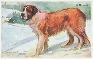 Geographia: St Bernard Dog