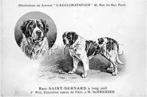 Bernards: St Bernard Dog