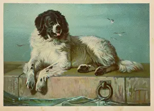 Humane: St Bernard Dog - after Landseer