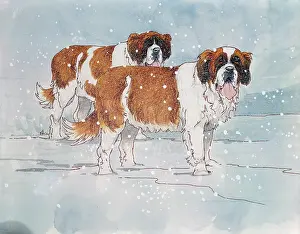 Lilly: St Bernard Dogs in Snow