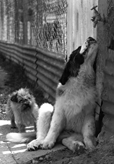 Mckenna: St Bernard drinking from a tap