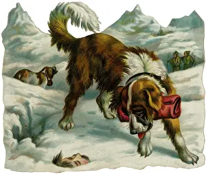 Bernards: St Bernard Finds Someone