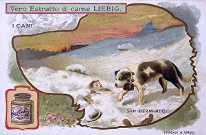 Bernards: ST BERNARD FINDS VICTIM