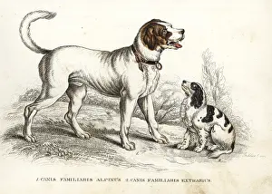 Alpinus: St. Bernard and King Charles spaniel