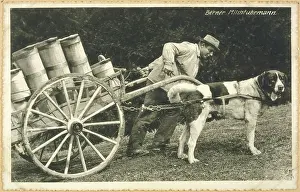 Panting: ST BERNARD AND MILK CART