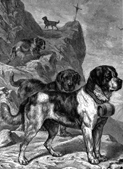 Brandy: St Bernard mountain rescue dogs with flasks of