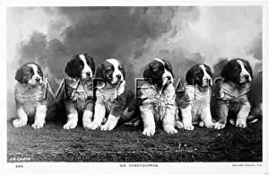 Obediently: ST BERNARD PUPS
