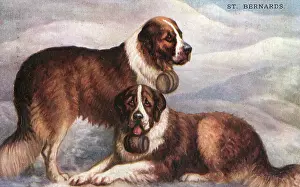 Bernards: ST BERNARD RESCUE DOGS
