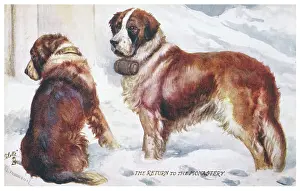 Bernards: ST BERNARD RESCUE DOGS