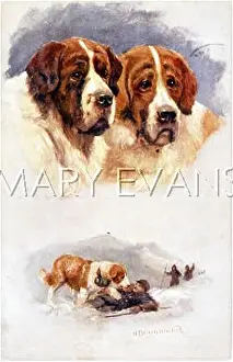 Bernards: ST BERNARD RESCUERS