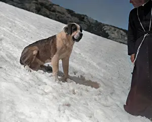 Incolourisedpic: ST. BERNARD IN THE SNOW