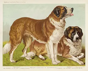 Bayard: ST BERNARD (VERO SHAW)