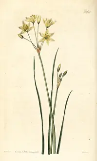 Ornithogalum: St Bernard's lily, Anthericum liliago