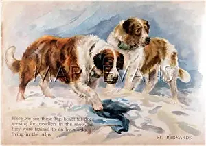 Bernards: TWO ST BERNARDS RESCUING