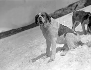Bernards: ST. BERNARDS IN THE SNOW
