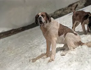 Incolourisedpic: ST. BERNARDS IN THE SNOW